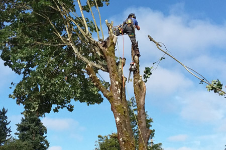 Tree Service Vancouver WA | Arbor City Tree Care