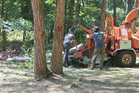 Tree Removal Cost Vancouver WA 
