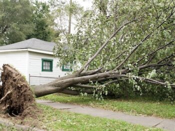 Arborist Clark County Wa