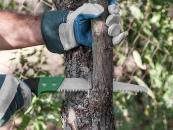 Arborist Near Me Clark County Wa