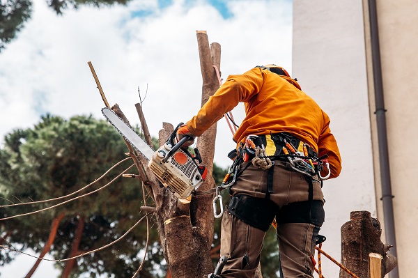 Arborist Near Me Vancouver WA