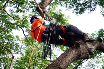 Arborist Vancouver WA