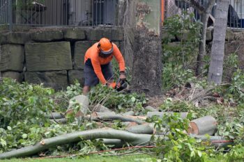 Tree Service Camas