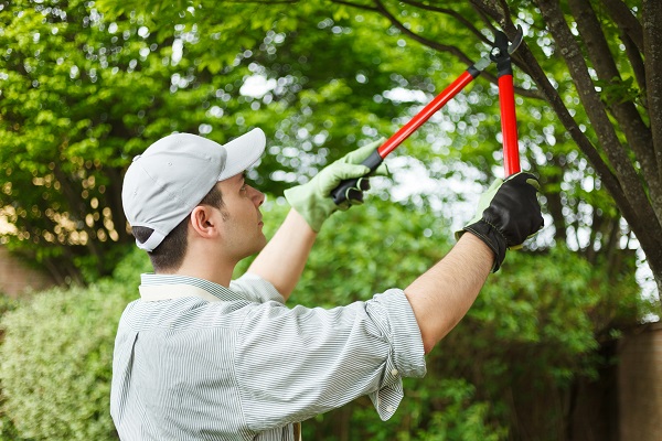 Tree Service Near Me Camas