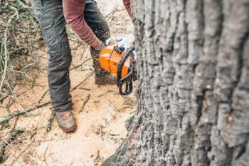 Tree Service Clark County WA