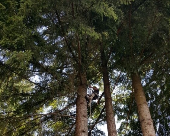 Tree Service Near Me Clark County WA