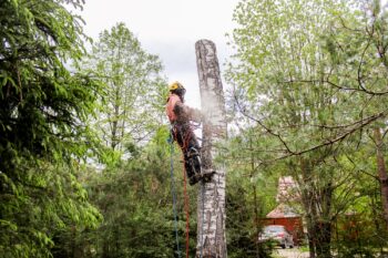 Tree Service Vancouver WA