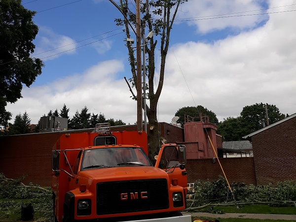 Tree Services Clark County WA