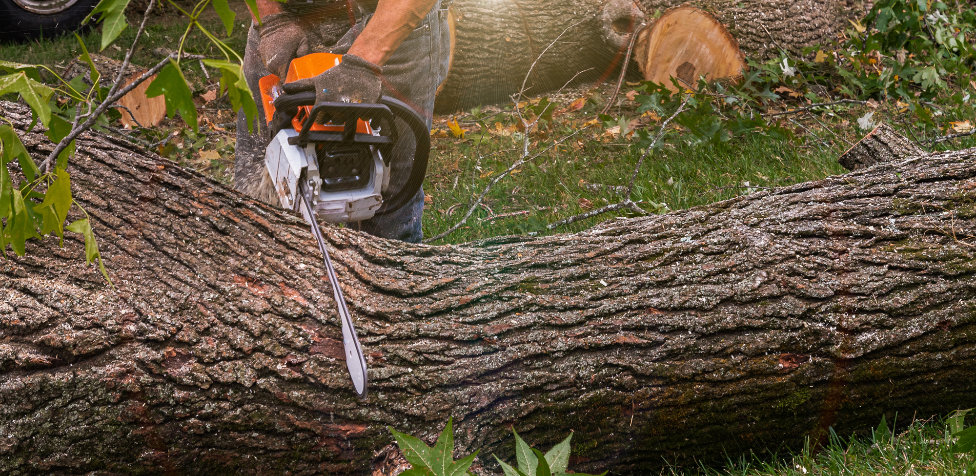 Tree Removal Camas