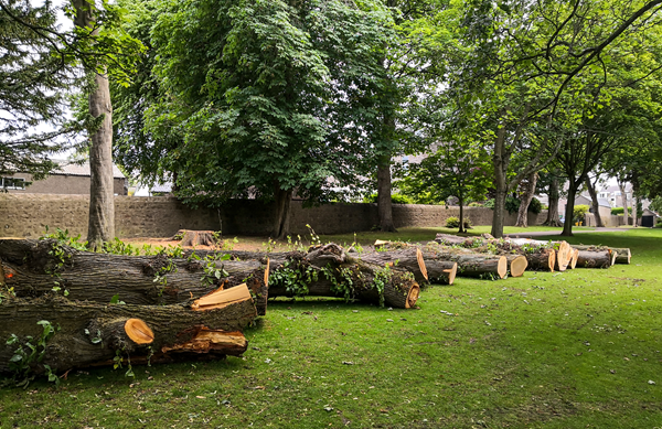 Tree Removal Near Me Camas