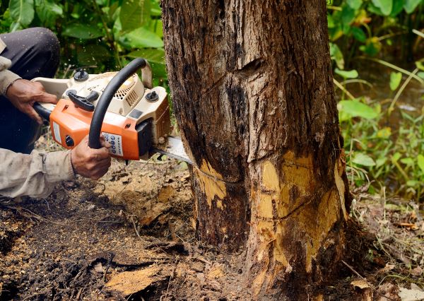 Tree Service In Vancouver Wa